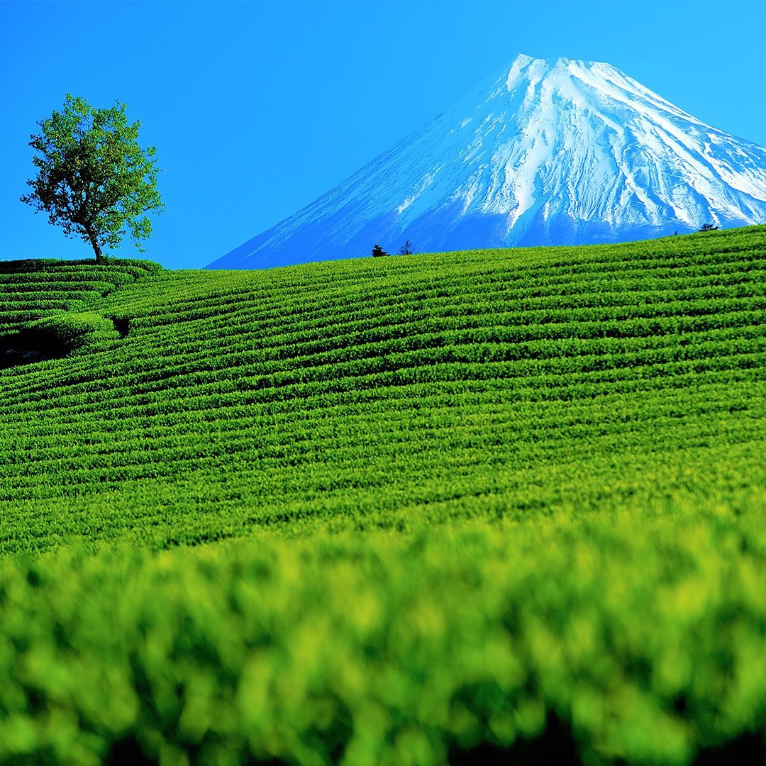 Japanese tea field under Mount Fuji